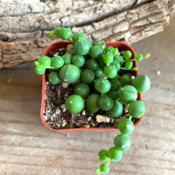 String of Pearls Live Succulent - Picture 2 of 2